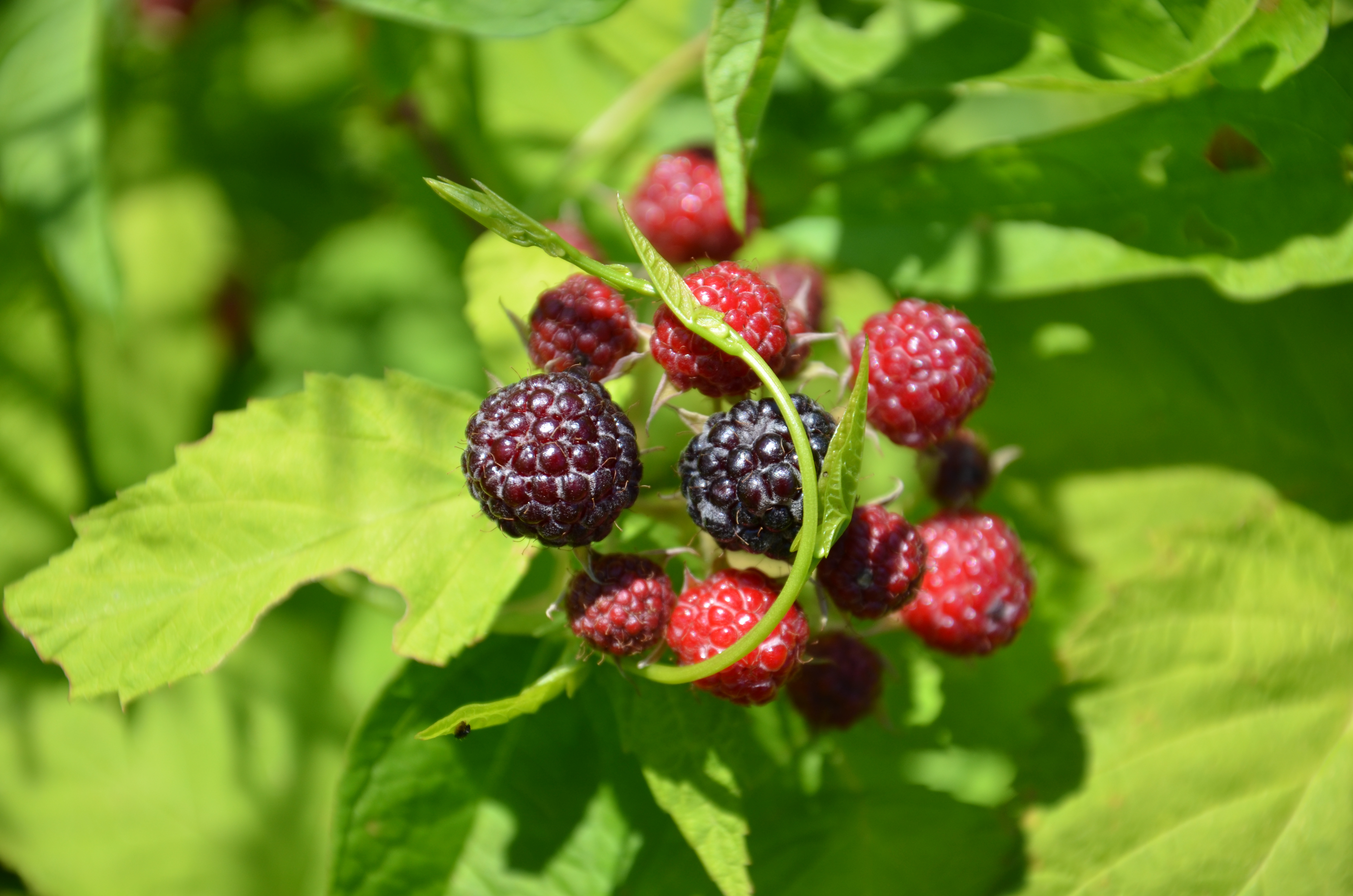 Black Raspberry A North American Wonder Fruit